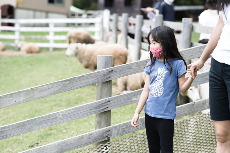 sheep