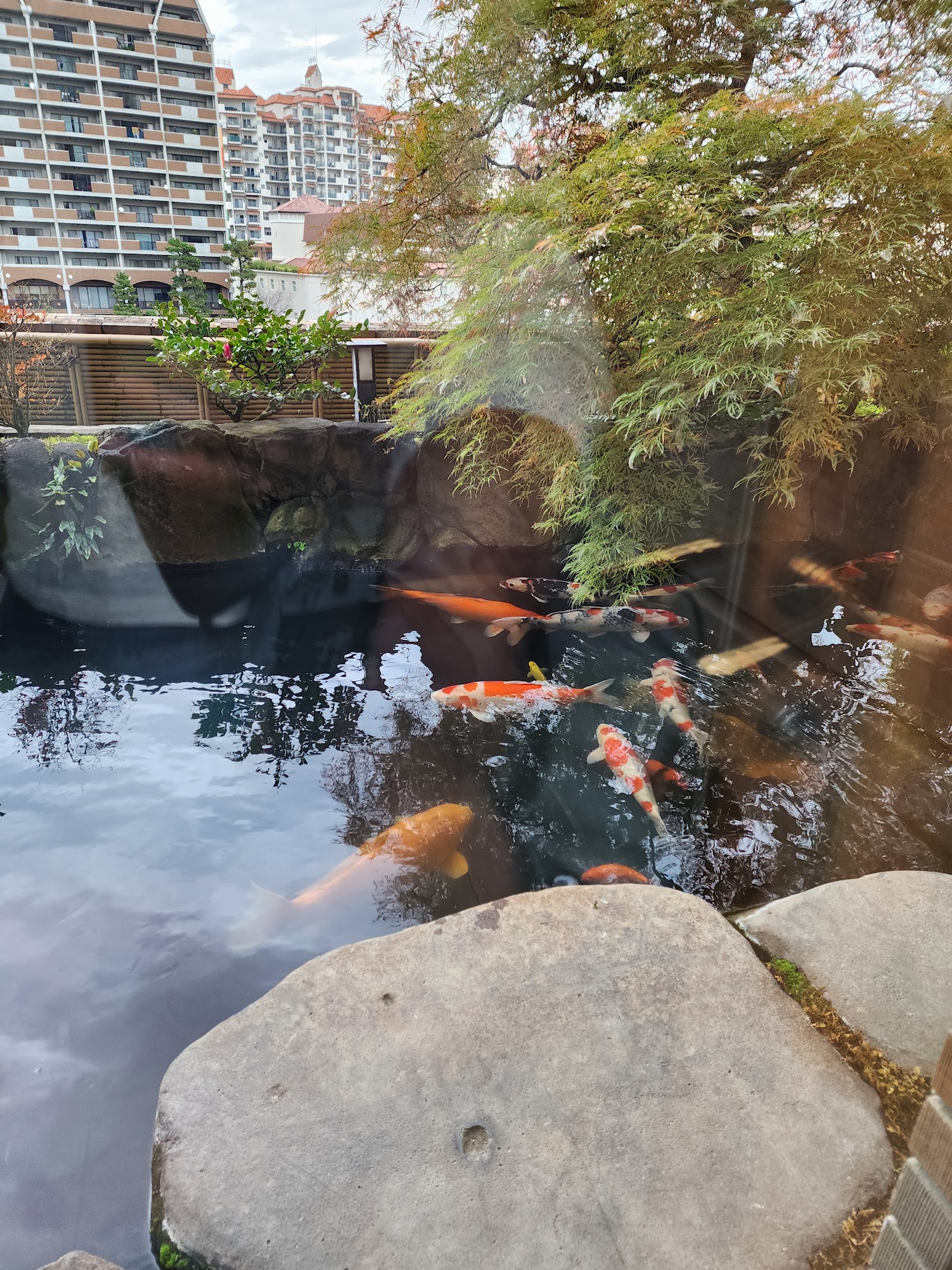 koi