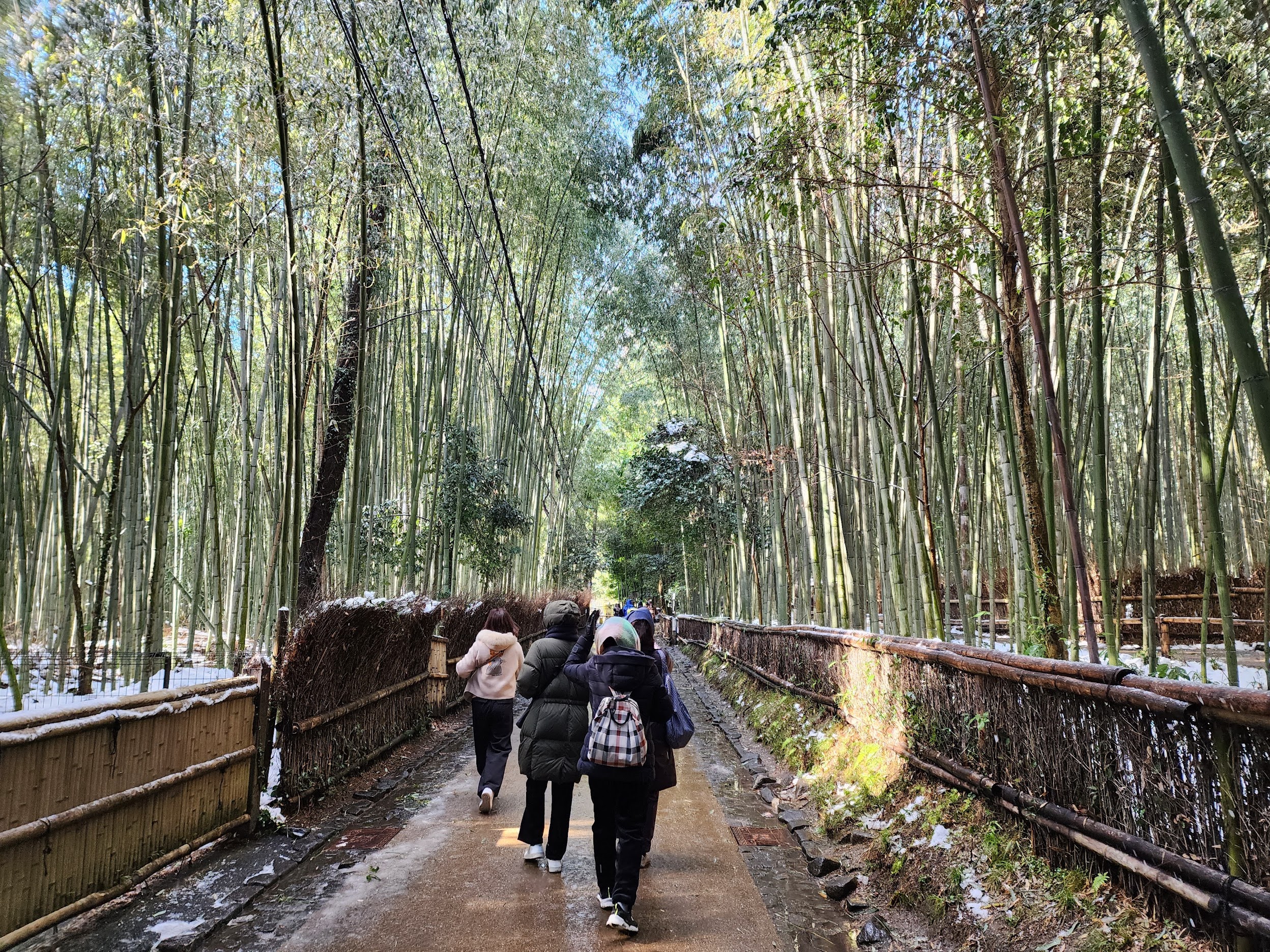 bamboo