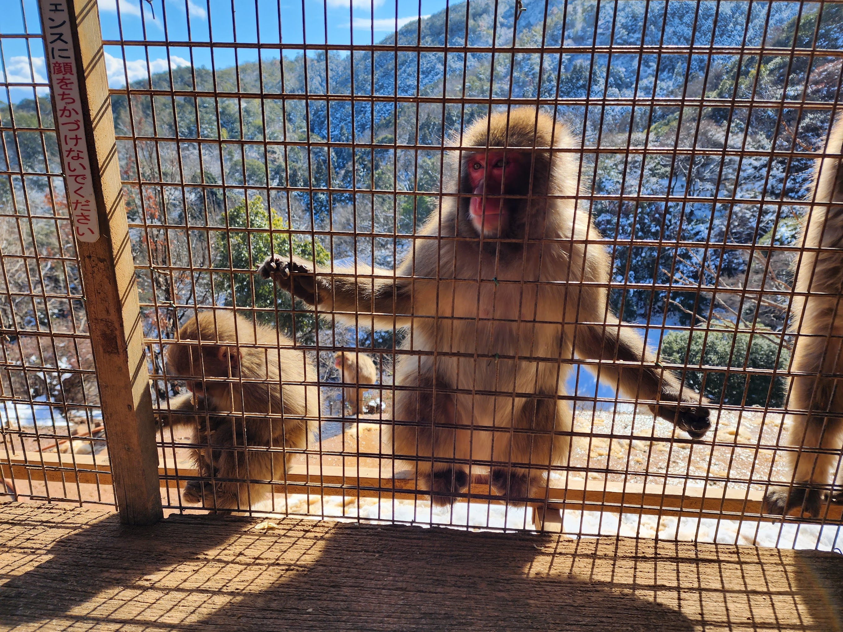 monkey