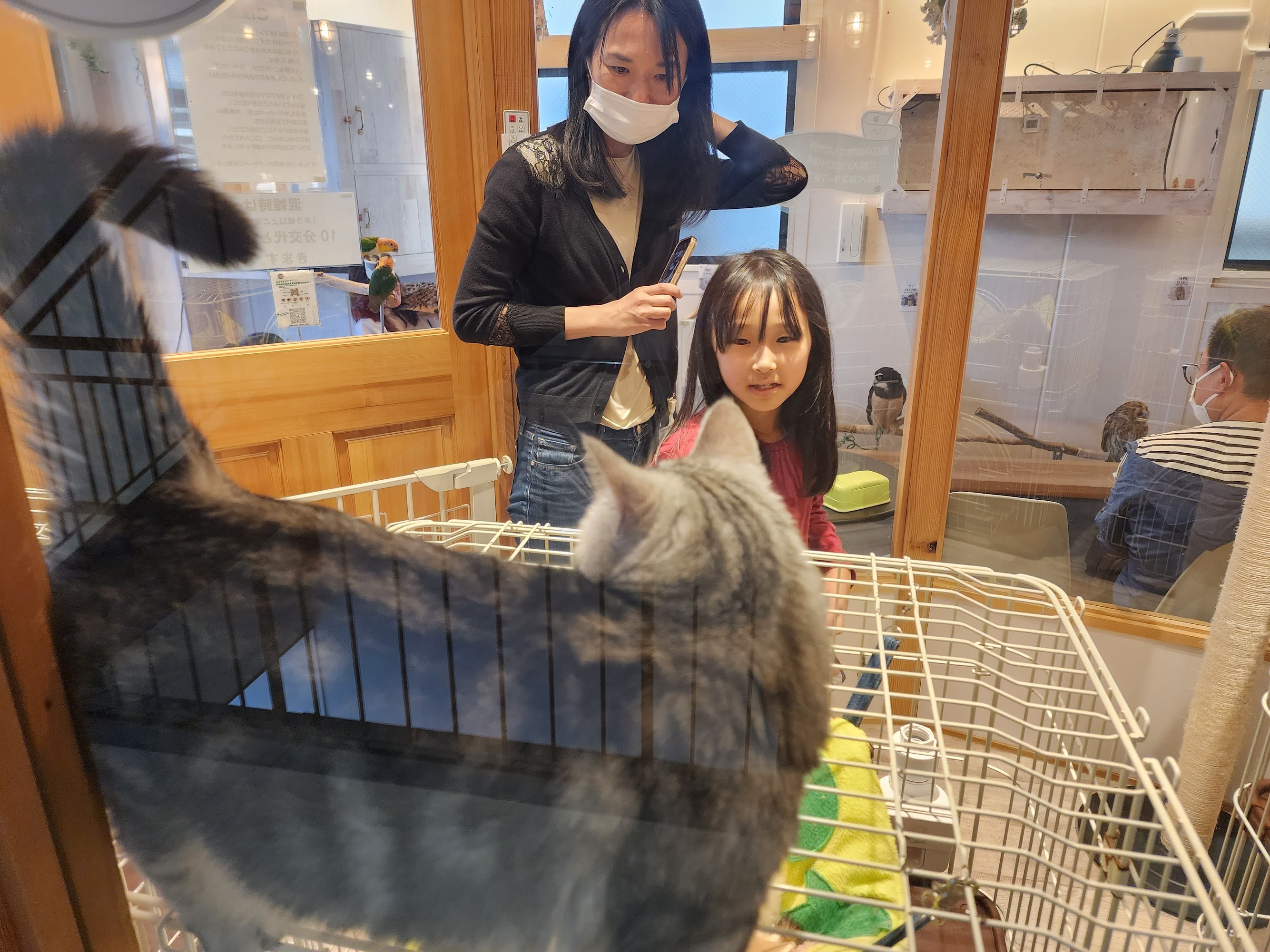 animals
